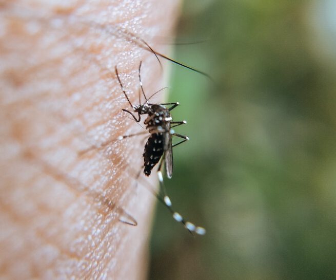 Mückenplage Frankfurt