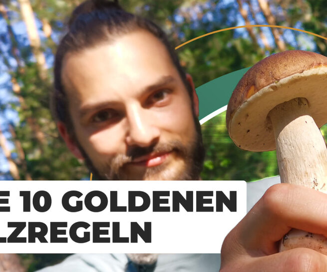 Reisereportage zu Pilzen